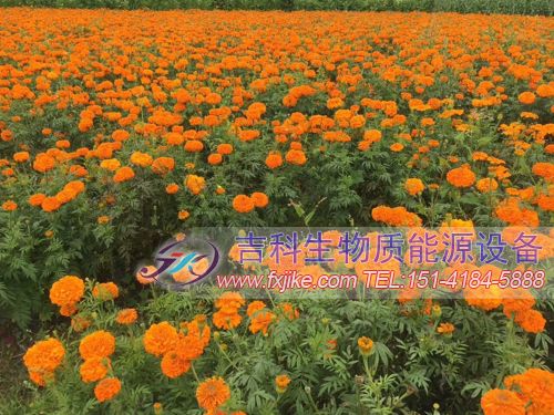 云南萬(wàn)壽菊設(shè)備現(xiàn)場(chǎng)及長(zhǎng)勢(shì)喜人的萬(wàn)壽菊鮮花基地 云南萬(wàn)壽菊設(shè)備現(xiàn)場(chǎng)及長(zhǎng)勢(shì)喜人的萬(wàn)壽菊鮮花基地